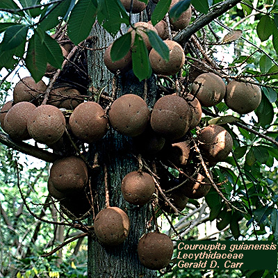 Couroupita_guianensis sala-buah_p3jpg